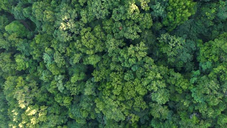 Aerial-top-down-orbiting-over-Guadeloupe-forest.