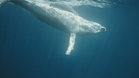 Humpback-whale-calf-spins-and-shows-white-under-side-fin-hits-surface-in-slow-motion