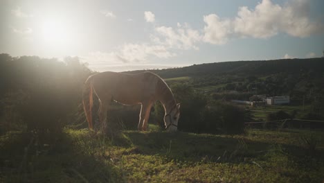 Schönes-Pferd-Auf-Der-Weide-Bei-Sonnenaufgang