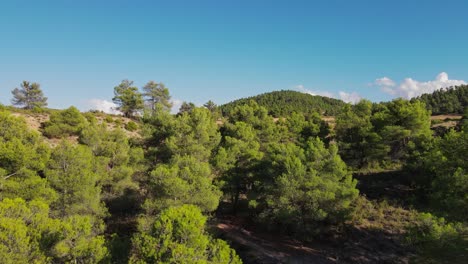 Hot-summer-day-with-Aleppo-pine-covered-landscape-in-Spain,-aerial-view