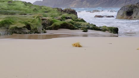 Isolated-seaweed-washed-up-ashore-on-tropical-sand-beach-with-islet-and-rocks-in-the-background-50fps-HS-Static-shot-Porto-Santo---Portugal