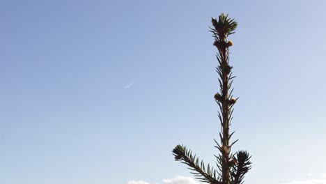 Time-lapse-of-a-blue,-cloudy-sky-with-the-top-of-a-fir-tree-in-the-foreground
