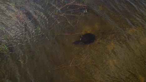 Weichschildkröte-Schwimmt-Unter-Wasser,-Luftaufnahme
