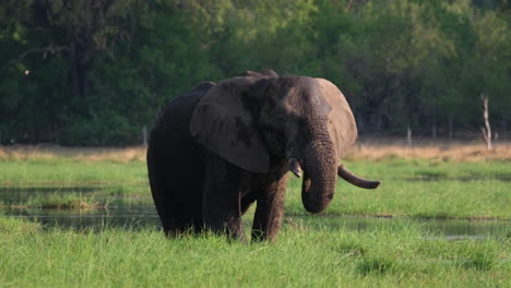 Afrikanischer-Elefant-Frisst-Gras-In-Der-Nähe-Des-Teiches-–-Weitwinkelaufnahme