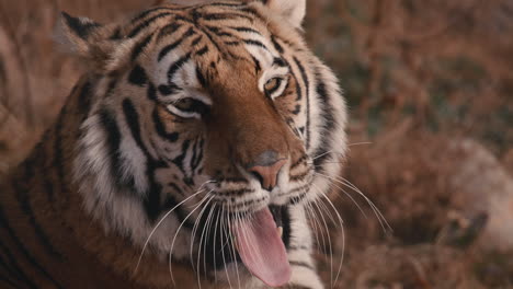 Gähnender-Tiger,-Nahaufnahme-Von-Gesicht-Und-Zähnen