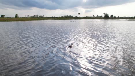 Cocodrilo-Nadando-En-El-Soleado-Pantano-De-Los-Everglades-Siguiendo-La-Cámara