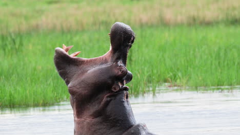 Hipopótamo-Africano-Bostezando-En-El-Agua