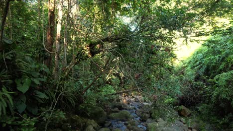 Small-water-stream-leading-down-through-dense-Guadeloupe-jungle