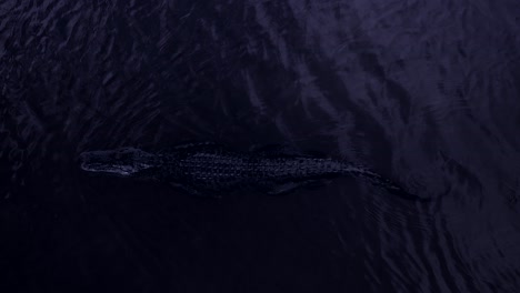 alligator-swimming-at-night-aerial-view