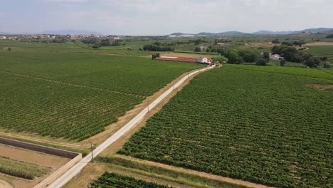 Vineyards-of-Penedes-wine-region-close-to-Barcelona,-Spain