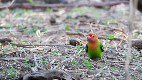 Fischers-Lovebird-Parrot-Pecking-Food-In-The-Ground-In-Africa