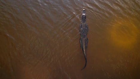 Alligator-Schwimmt-Auf-Der-Spitze-Des-Raubtiers-Auf-Der-Suche-Nach-Nahrung
