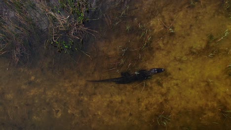 alligator-swimming-smoothly-through-the-swamp-overhead-aerial-follow