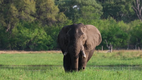 Ein-Erwachsener-Afrikanischer-Elefant,-Der-Mit-Den-Ohren-Flattert,-Während-Er-Auf-Einer-Grünen-Wiese-Marschiert