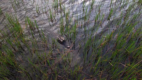 alligator-head-hiding-in-swamp-tilt-up-to-reveal-sunny-scene