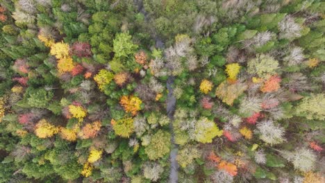 Overhead-View-Of-Deciduous-Trees-During-Autumn-Season-In-The-Province-Quebec,-Canada