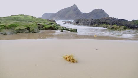 Isolated-seaweed-on-sandy-beach-on-the-Atlantic-ocean-with-rocks-and-archipelago-in-background