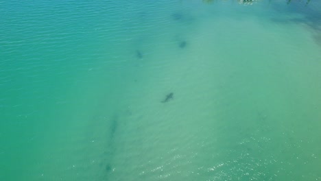 Bullenhaie-Patrouillieren-In-Flachen-Gewässern-In-Der-Nähe-Von-Stränden-Und-Jachthäfen-Und-Kreuzen-Wege,-Wenn-Sich-Drohnen-Nähern