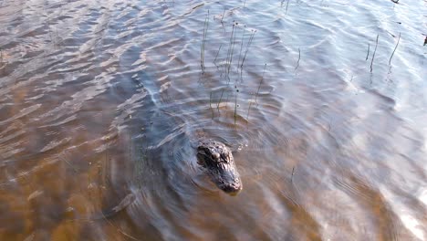 Alligator-Zoomte-In-Sichtweite-Des-Heimlichen-Raubtiers,-Das-Auf-Beute-Wartete