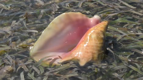 Close-up-of-a-shiny-conch-shell-in-seaweed-under-clear-water,-sunlight-reflecting-on-the-surface