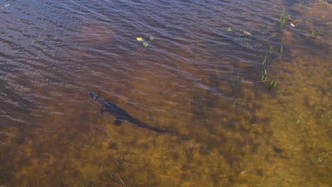 Amerikanischer-Alligator-Wartet-Heimlich-Auf-Beute,-Rotierende-Luftaufnahme