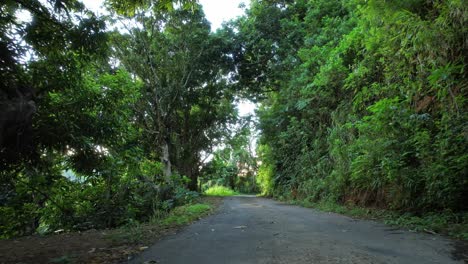 Lonely-road-leading-through-dense-jungle-of-Guadeloupe,-dolly-forward