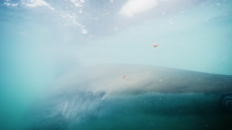 Ein-Weißer-Hai-Mit-Durchdringendem-Auge-Und-Glatter-Flosse-Taucht-Aus-Den-Tiefen-Des-Ozeans-Auf-Und-Wirft-Einen-Gespenstischen-Schatten-In-Den-Ruhigen-Wasserdunst
