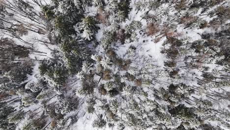 Bird's-Eye-View-Of-Snowy-Forest-At-The-Mountains-Near-The-Province-Of-Quebec,-Canada