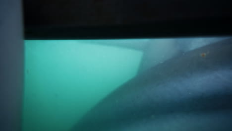 Ein-Kupferhai-Schwimmt-Beim-Käfigtauchen-In-Den-Blauen-Meerestiefen-Extrem-Nah-An-Einem-Taucher-Vorbei
