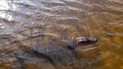 Alligator-Wartet-Im-Windigen-Fluss-Auf-Beute-Slomo