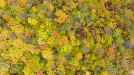Árboles-Con-Follaje-Multicolor-En-El-Parque-Nacional-De-Quebec,-Canadá.