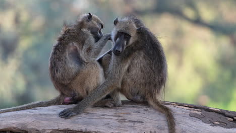 A-Pair-Of-Olive-Baboons-Grooming-Each-Other-In-The-Forest-Of-South-Africa