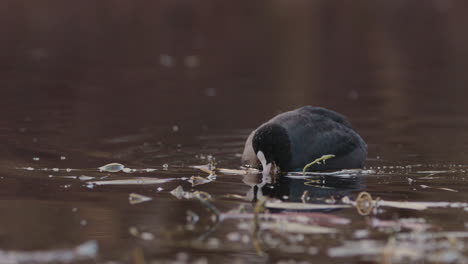 Eurasian-Coot-Searching-for-Food-in-a-Pond-SLOW-MOTION