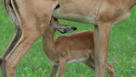 Madre-Impala-Amamantando-A-Su-Descendencia-En-África