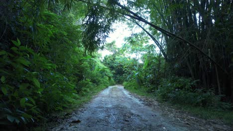 Ikonische-Unbefestigte-Straße,-Umgeben-Von-Dichtem-Guadeloupe-Dschungel,-Luftaufnahme