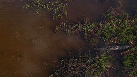 Caimán-Nadando-Para-Encontrar-Un-Buen-Escondite-Entre-La-Maleza-Belleza-De-La-Bestia-Suave