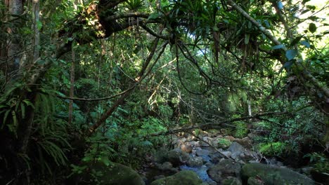 First-person-backward-walk-over-small-creek-in-impenetrable-jungle,-Guadeloupe-forest