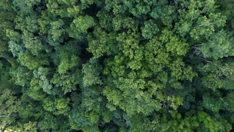 Dense-green-jungle-forest-of-Guadeloupe,-aerial-top-down-view