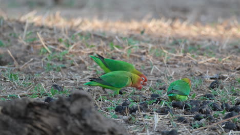 Three-Fischer's-Lovebirds-Feeding-Seeds-on-The-Ground
