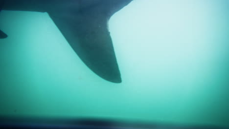 Der-Schwanz-Eines-Bronzenen-Walfanghais-Verschwindet-Im-ätherischen-Blau,-Ein-Flüchtiger-Blick-In-Den-Abgrund