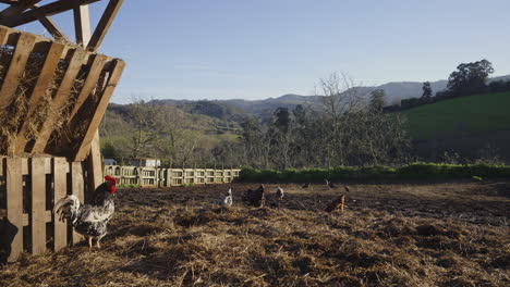 Farm-life-in-countryside-with-rooster-and-chickens-in-morning-light-established-shoot