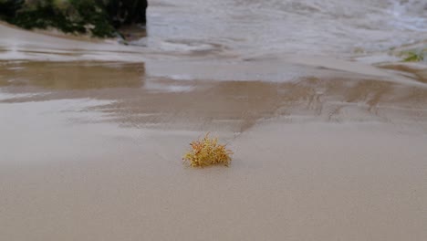 Isolated-yellow-seaweed-on-sandy-beach-with-sea-water-creeping-in-the-scene-50fps-HD-Static-shot-Porto-Santo---Portugal