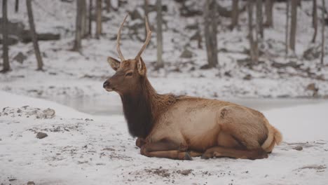 Bull-Elk-Resting-On-Snow-In-Winter-In-Quebec,-Canada
