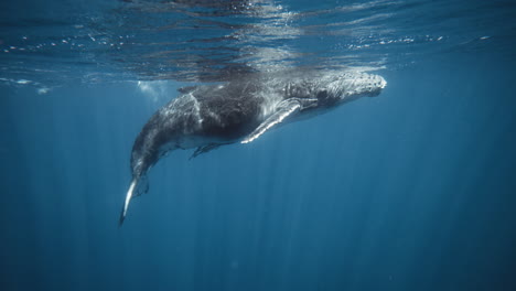 Humpback-whale-rises-to-surface-using-fluke-fin-in-slow-motion,-beautiful-light-rays