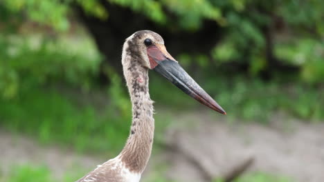 Head-Of-Marabou-Stork-Bird-In-Africa