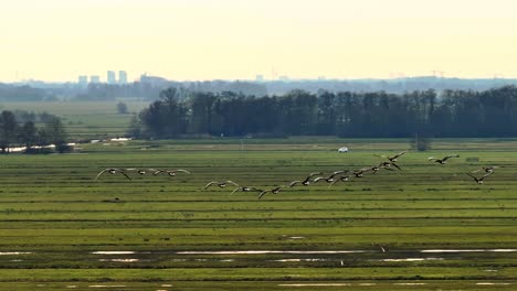 Migrating-flock-of-geese-fly-over-Dutch-countryside