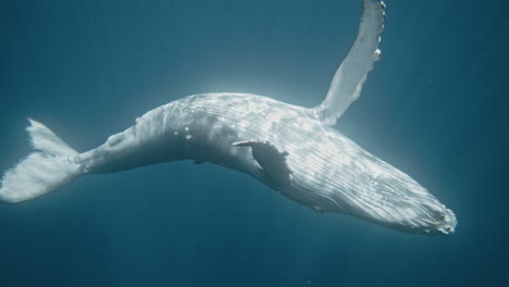Humpback-whale-white-belly-raised-to-sky-as-pectoral-fins-wrap-spinning-in-slow-motion