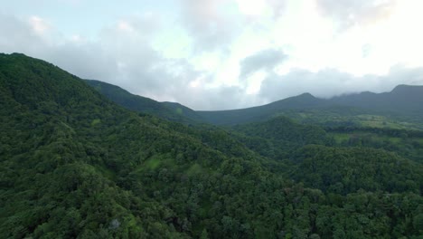 Tropical-vegetation-in-lush-forest-of-Guadeloupe,-French-Caribbean