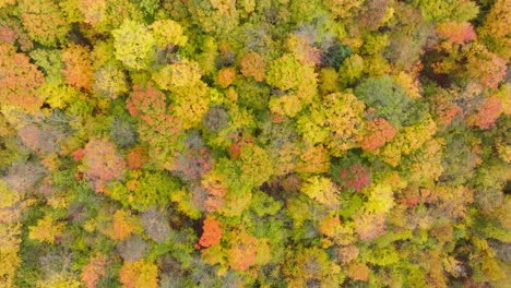 Above-View-Of-Vibrant-Fall-Foliage-Over-Autumn-Forest-In-Quebec,-Canada