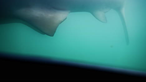 Shark-looms-in-green-sea-water